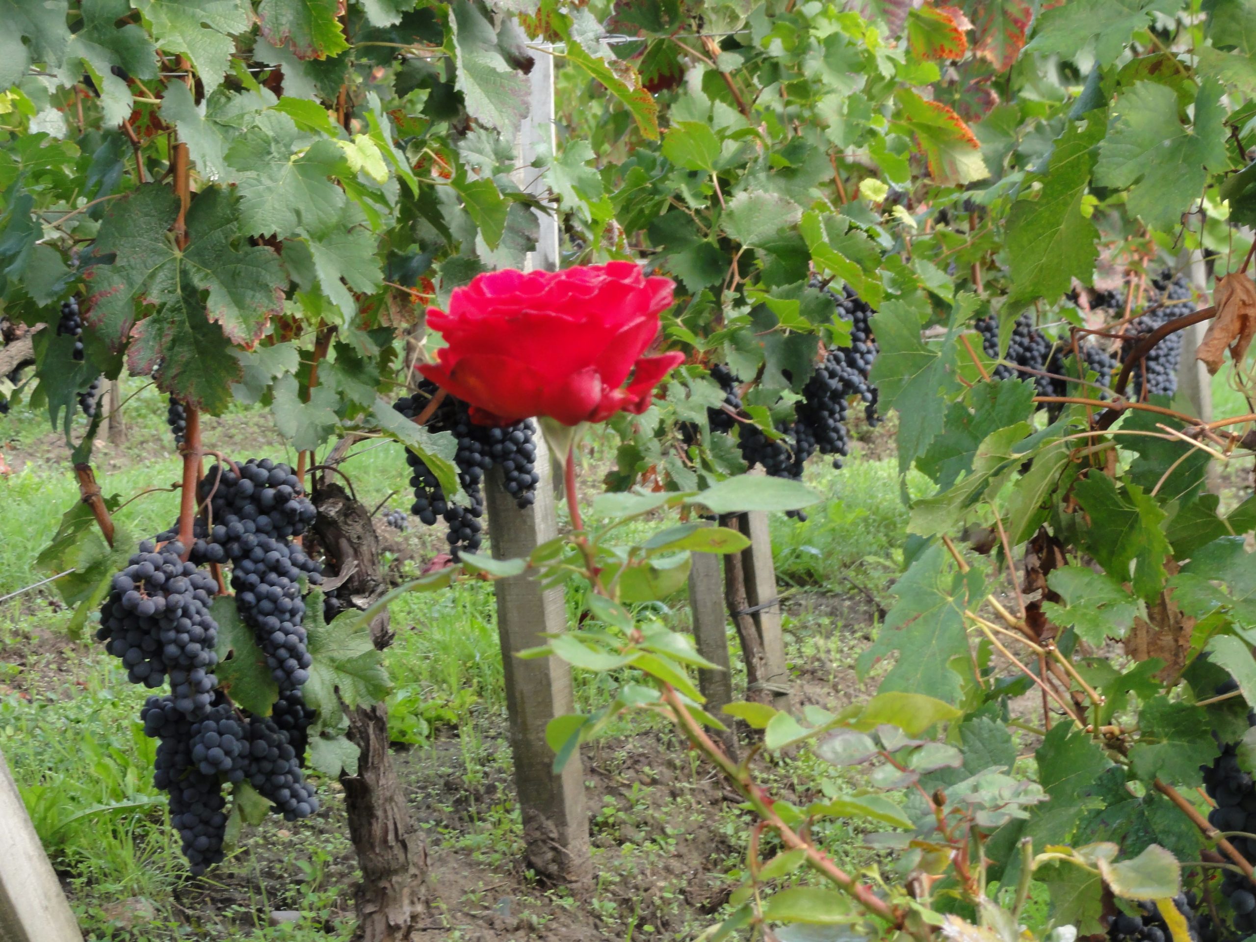 Bordeaux – francuska stolica wina